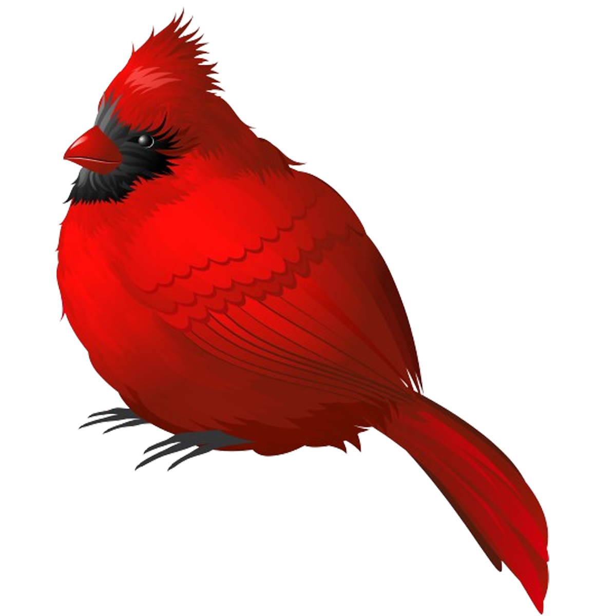 CARDINAL 7