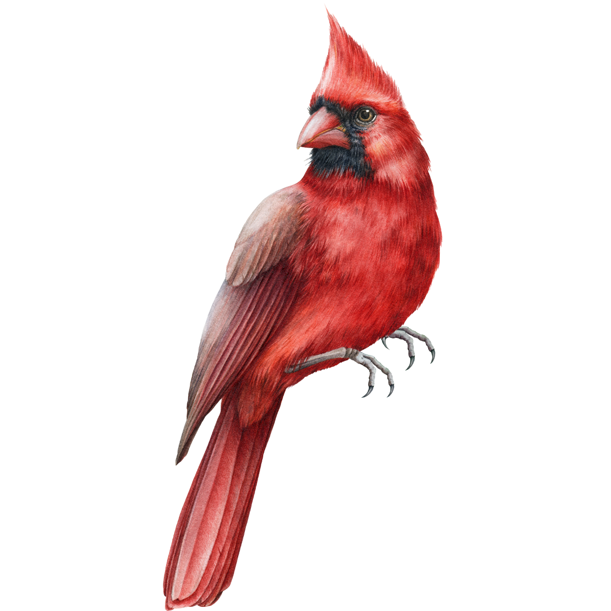 CARDINAL 8
