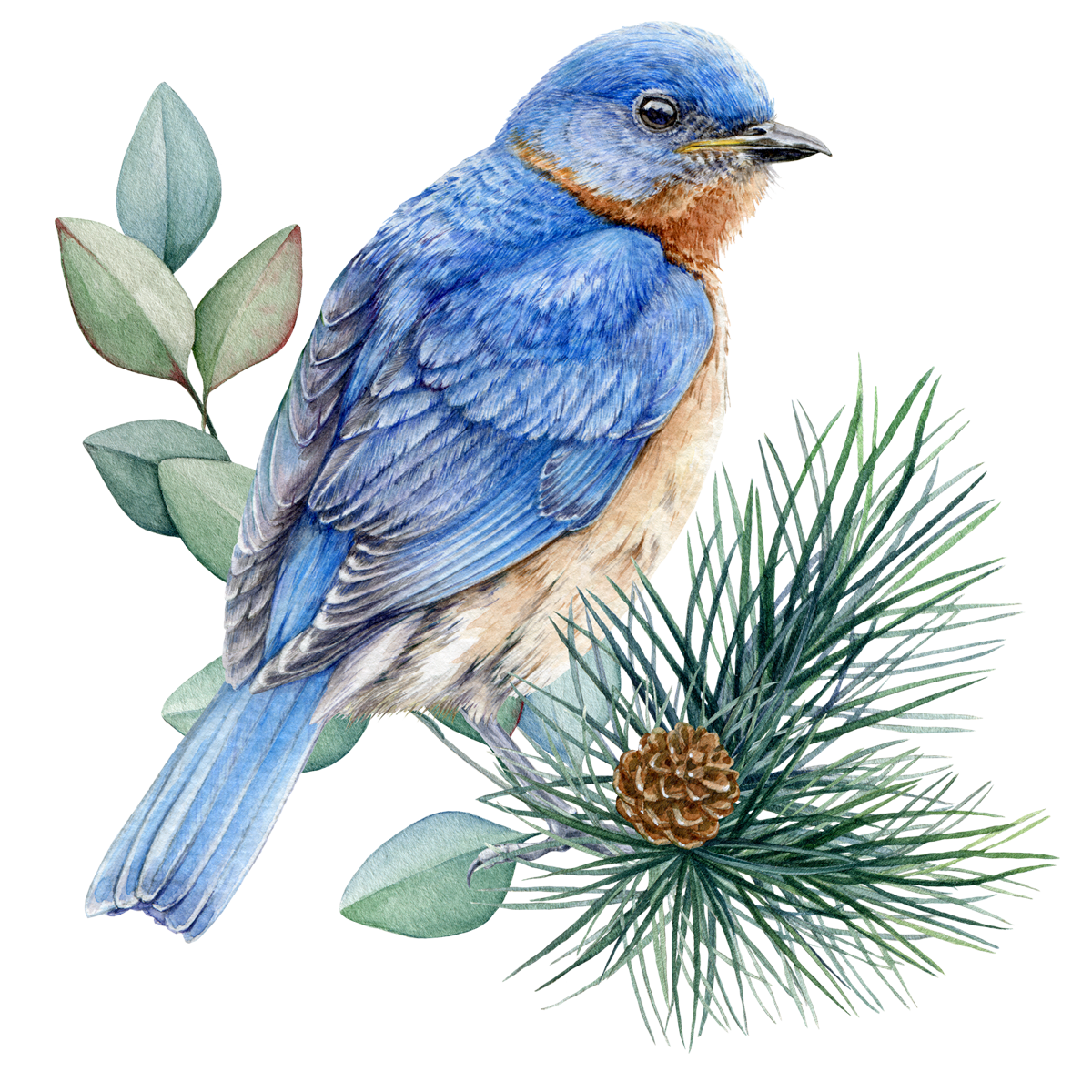 BLUE BIRD 1