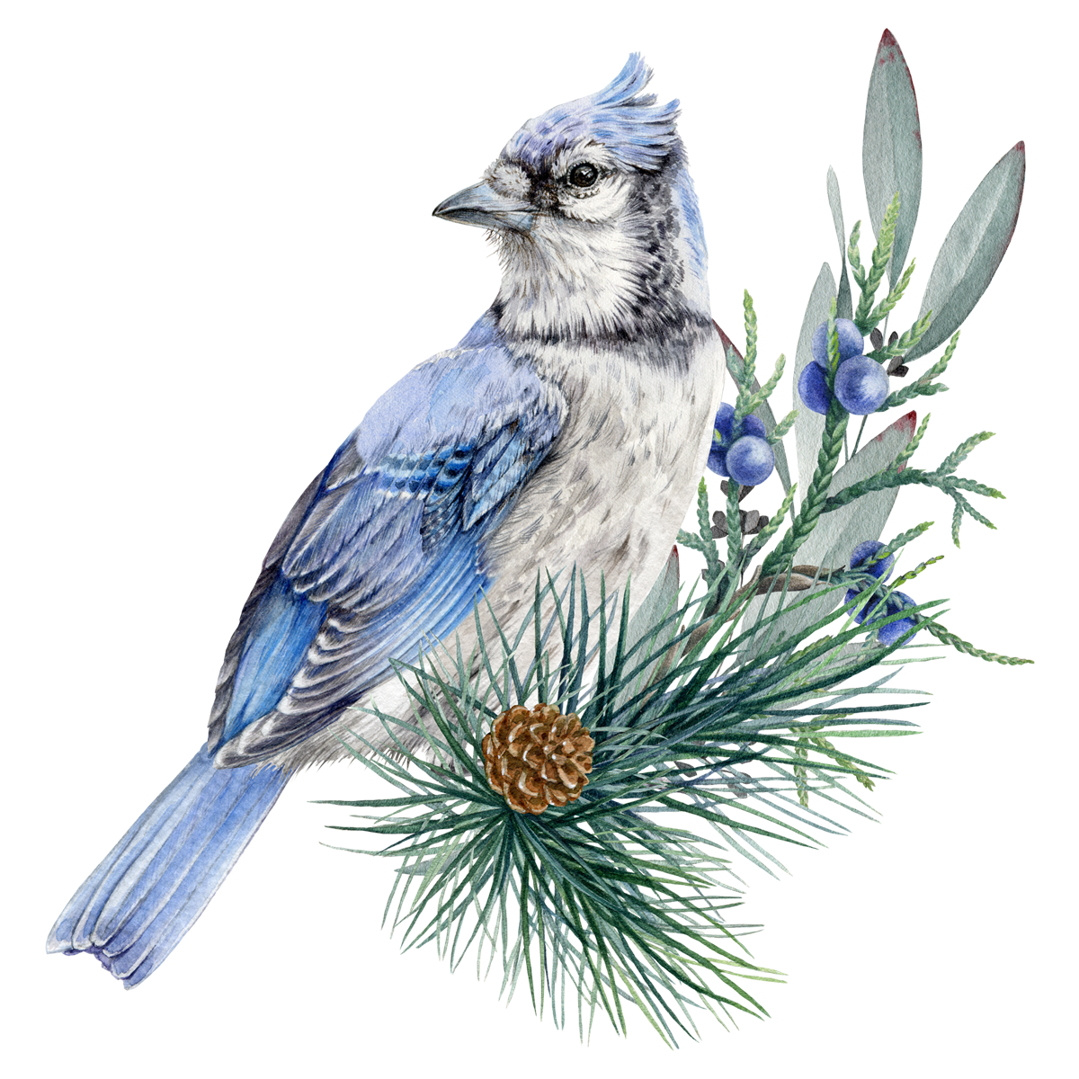 BLUE JAY 4