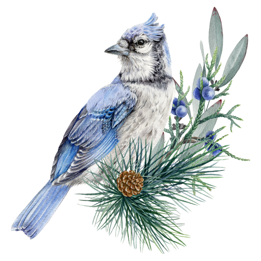 BLUE JAY 4