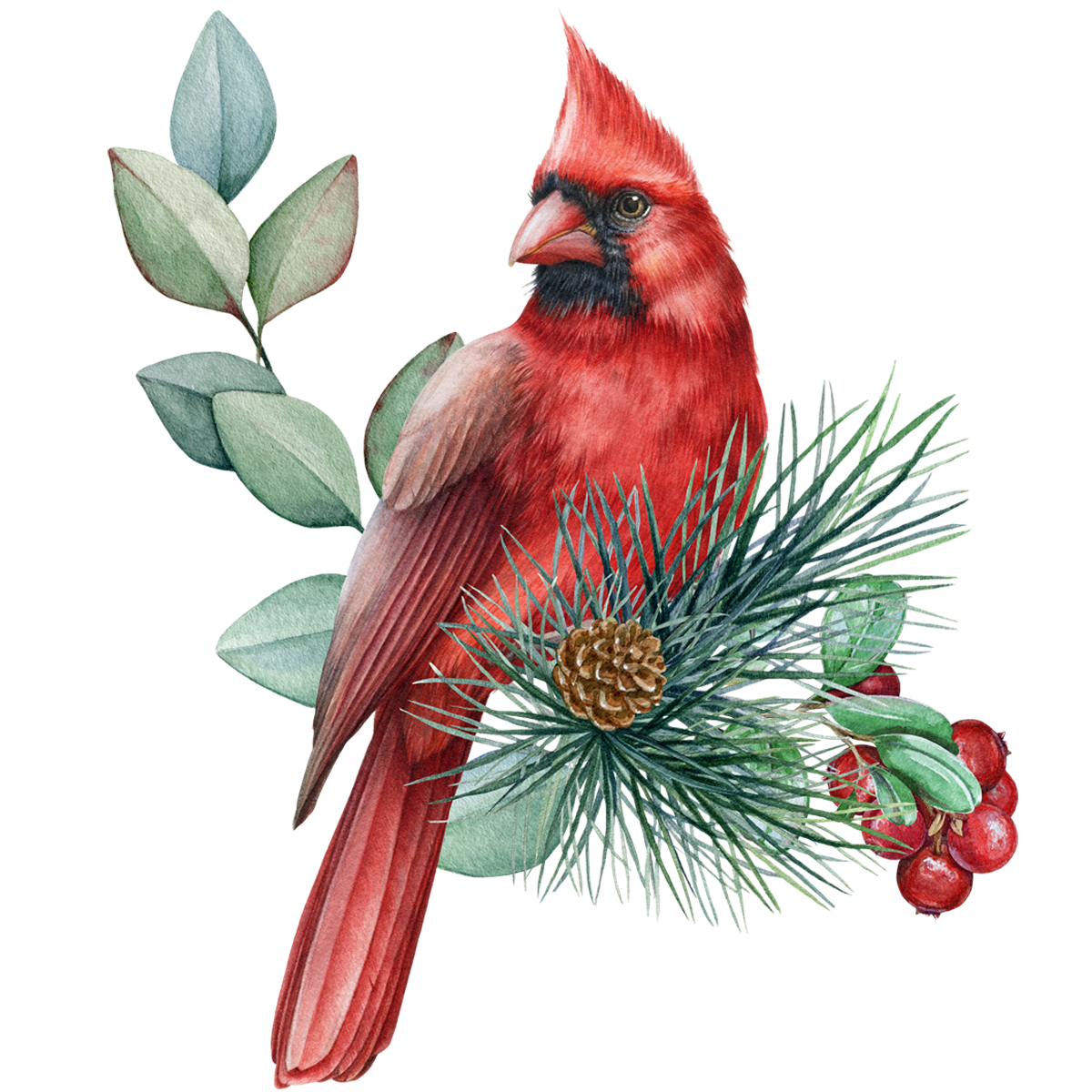 CARDINAL 12