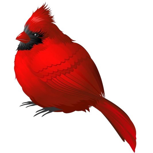 CARDINAL 7