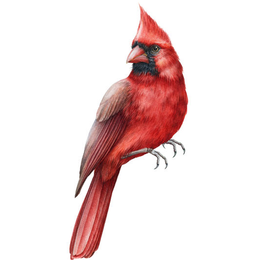 CARDINAL 8