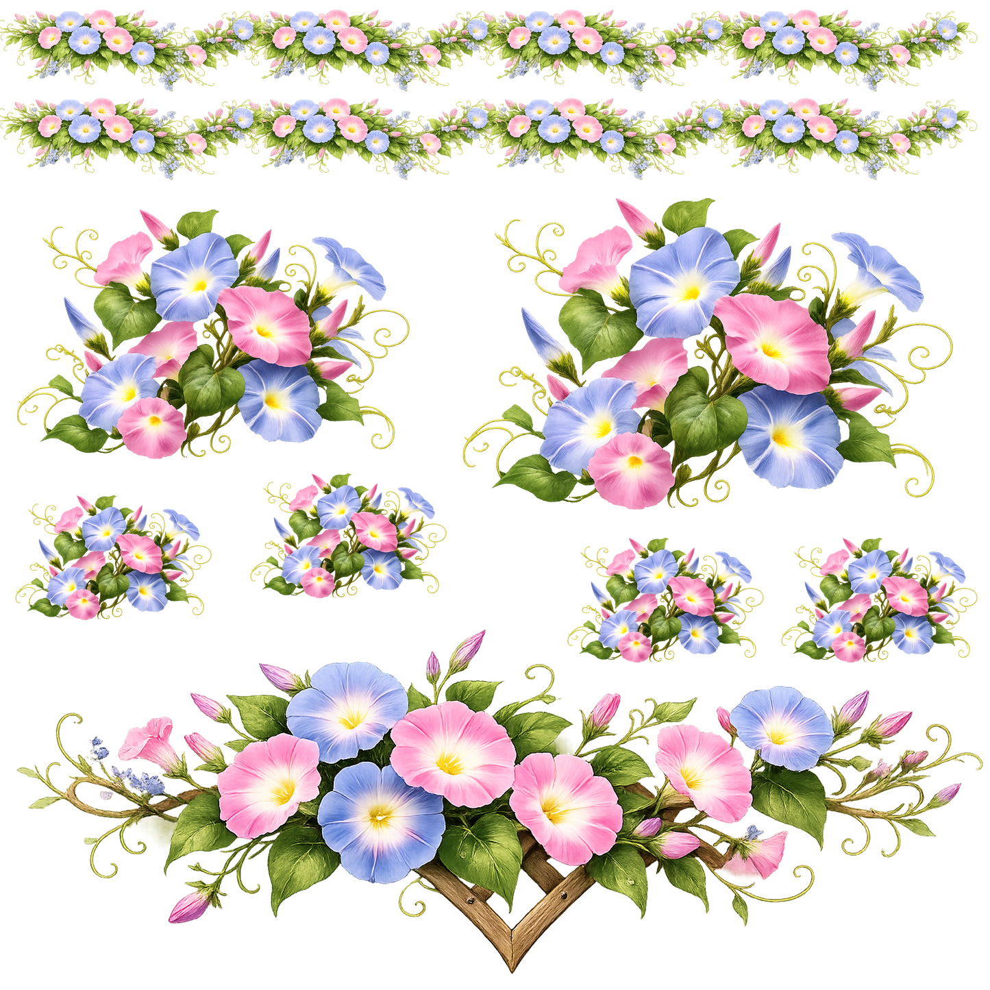 MORNING GLORIES