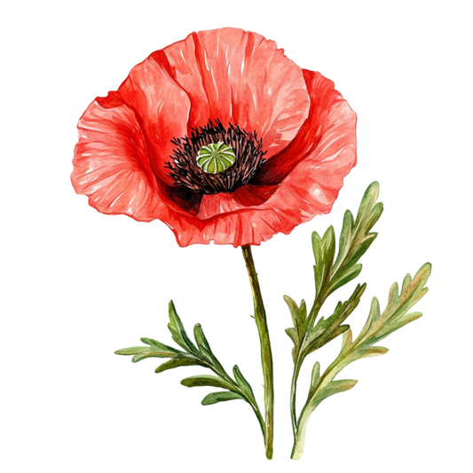 WIZ 71